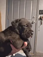 Blue, a male Cane Corso for sale in Cleveland, OH – 1 of 1