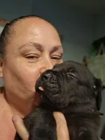 Spunky, a female Cane Corso for sale in Cleveland, OH – 2 of 2