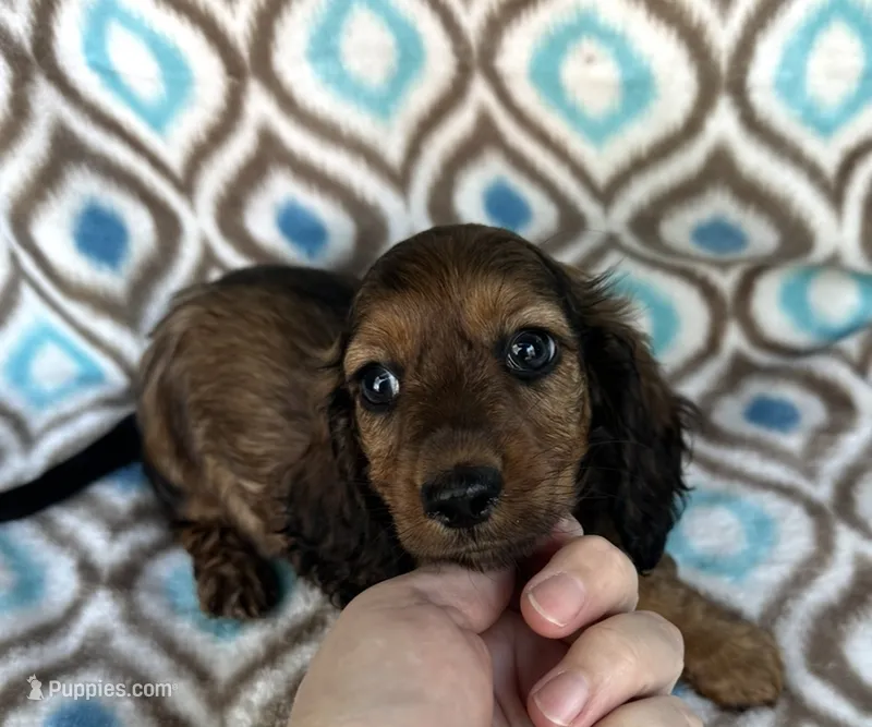 Rosie, a female Miniature Dachshund for sale in Brodhead, WI – 1 of 1