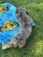 Starry, a female Miniature Dachshund for sale in Brodhead, WI – Photo 3 of 3