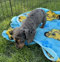 Starry, a female Miniature Dachshund for sale in Brodhead, WI – Photo 2 of 3