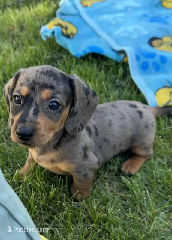 Starry, a female Miniature Dachshund for sale in Brodhead, WI – Photo 1 of 3