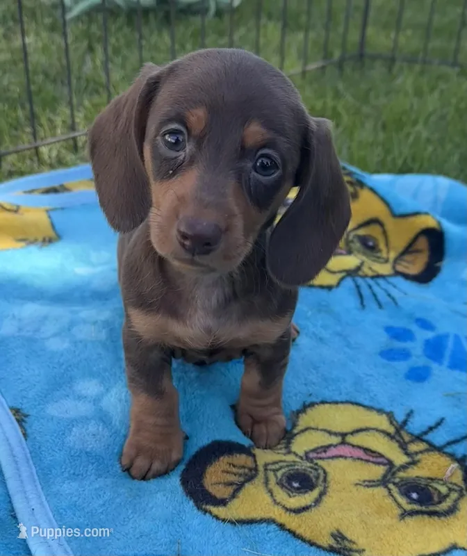 Dove, a female Miniature Dachshund for sale in Brodhead, WI – Photo 1 of 3