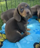 Dove, a female Miniature Dachshund for sale in Brodhead, WI – Photo 2 of 3