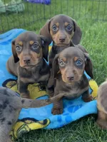 Dove, a female Miniature Dachshund for sale in Brodhead, WI – Photo 3 of 3