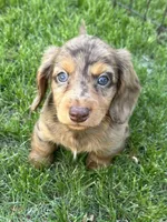 Echo , a male Miniature Dachshund for sale in Brodhead, WI – Photo 2 of 3