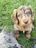 Echo , a male Miniature Dachshund for sale in Brodhead, WI – Photo 3 of 3