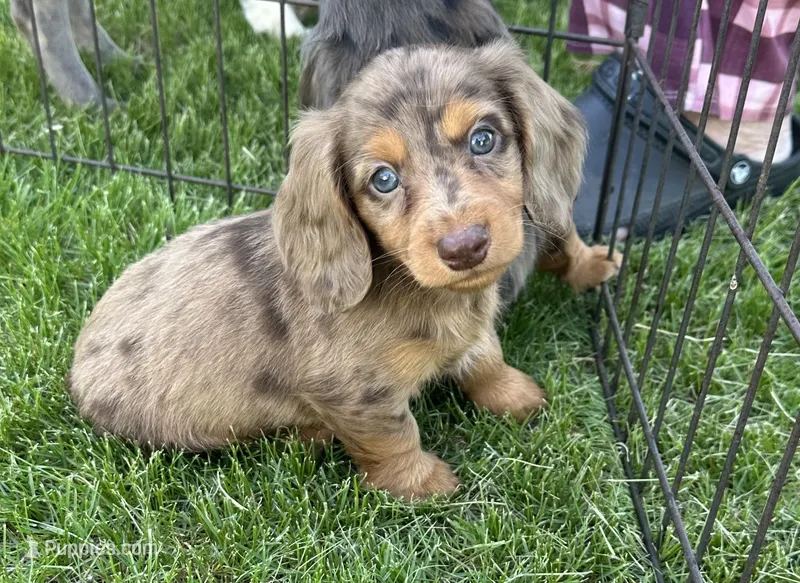 Echo  – Miniature Dachshund puppy for sale in Brodhead, WI