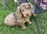 Echo , a male Miniature Dachshund for sale in Brodhead, WI – Photo 1 of 3