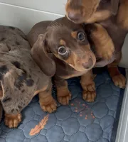Reese, a female Miniature Dachshund for sale in Brodhead, WI – 3 of 3