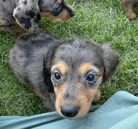 Iris , a female Miniature Dachshund for sale in Brodhead, WI – Photo 4 of 4
