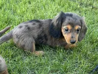 Iris , a female Miniature Dachshund for sale in Brodhead, WI – Photo 3 of 4