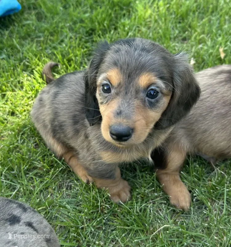 Iris  – Miniature Dachshund puppy for sale in Brodhead, WI