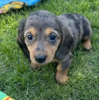 Iris , a female Miniature Dachshund for sale in Brodhead, WI – Photo 2 of 4