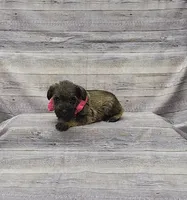 Sasha, a female Miniature Schnauzer for sale in Bay Minette, AL – 2 of 3