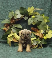 Scotty, a male Miniature Schnauzer for sale in Bay Minette, AL – 2 of 3
