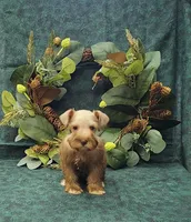 Cocoa, a female Miniature Schnauzer for sale in Bay Minette, AL – 2 of 3