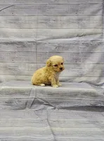 Allie, a female Poodle - Toy  for sale in Bay Minette, AL – Photo 3 of 3