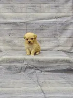 Allie, a female Poodle - Toy  for sale in Bay Minette, AL – Photo 2 of 3