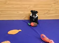 Bitsy, a female Miniature Schnauzer for sale in Bay Minette, AL – Photo 2 of 3