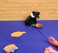 Bitsy, a female Miniature Schnauzer for sale in Bay Minette, AL – Photo 3 of 3