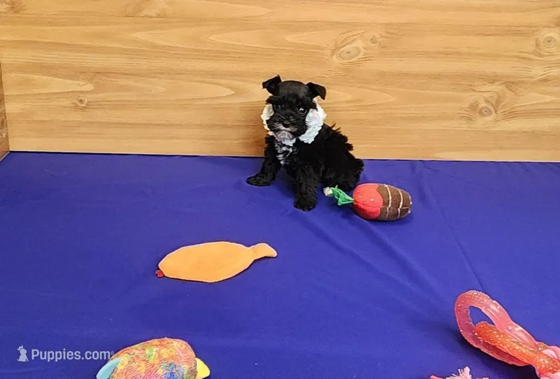 Bitsy – Miniature Schnauzer puppy for sale in Bay Minette, AL