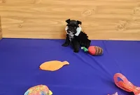 Bitsy, a female Miniature Schnauzer for sale in Bay Minette, AL – Photo 1 of 3