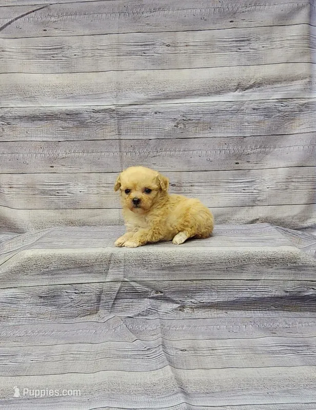 Allie – Poodle - Toy  puppy for sale in Bay Minette, AL