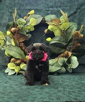 Rhea, a female Miniature Schnauzer for sale in Bay Minette, AL – 2 of 3
