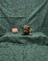 Sasha, a female Miniature Schnauzer for sale in Bay Minette, AL – 3 of 3