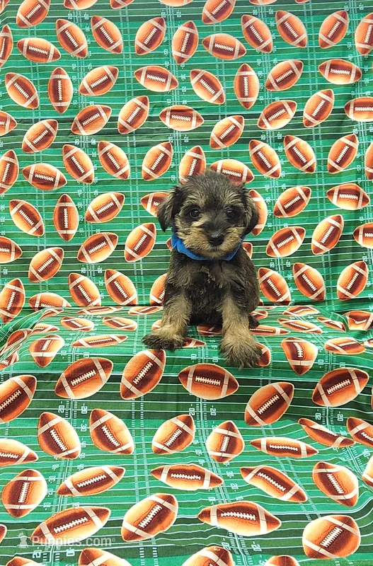 Sammy – Miniature Schnauzer puppy for sale in Bay Minette, AL