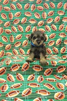 Sammy, a male Miniature Schnauzer for sale in Bay Minette, AL – 1 of 3