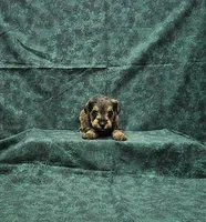 Sammy, a male Miniature Schnauzer for sale in Bay Minette, AL – 2 of 3