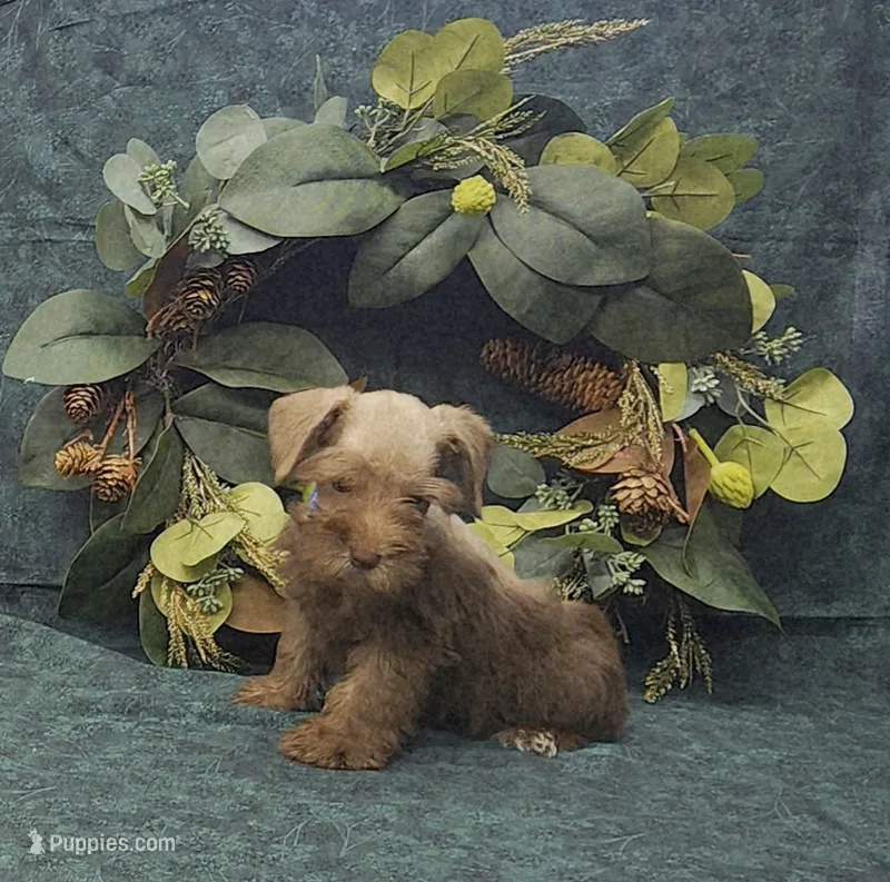 Leo – Miniature Schnauzer puppy for sale in Bay Minette, AL
