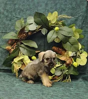 Scotty, a male Miniature Schnauzer for sale in Bay Minette, AL – 3 of 3