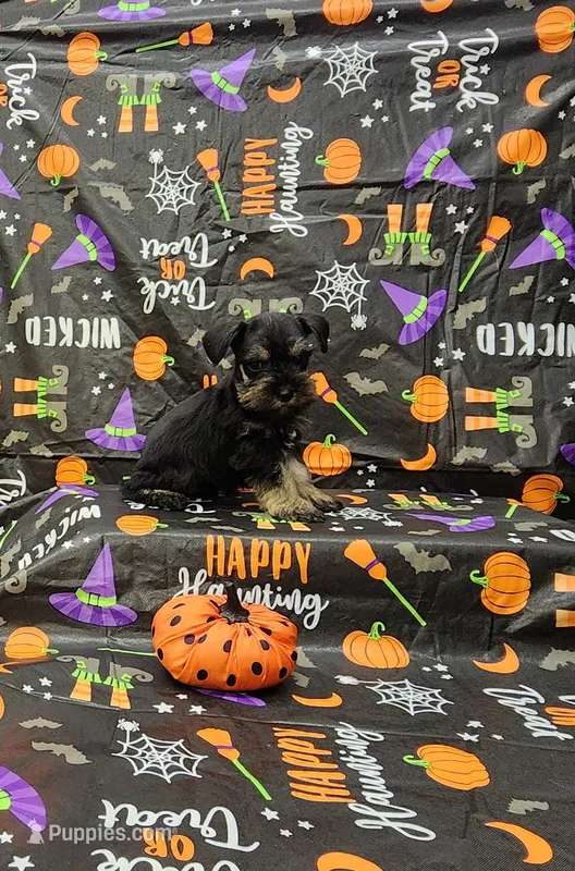 Lenny – Miniature Schnauzer puppy for sale in Bay Minette, AL