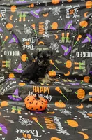 Lenny, a male Miniature Schnauzer for sale in Bay Minette, AL – 1 of 3