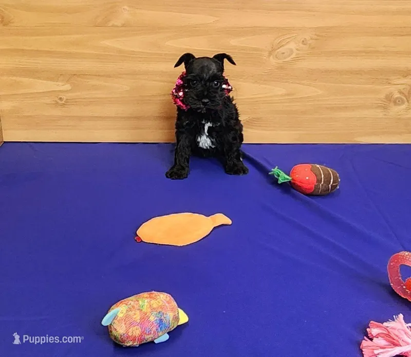 Bella – Miniature Schnauzer puppy for sale in Bay Minette, AL