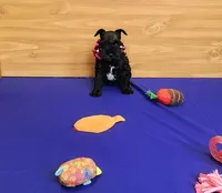 Bella, a female Miniature Schnauzer for sale in Bay Minette, AL – Photo 1 of 3