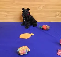 Bella, a female Miniature Schnauzer for sale in Bay Minette, AL – Photo 2 of 3