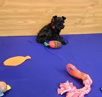 Bella, a female Miniature Schnauzer for sale in Bay Minette, AL – Photo 3 of 3