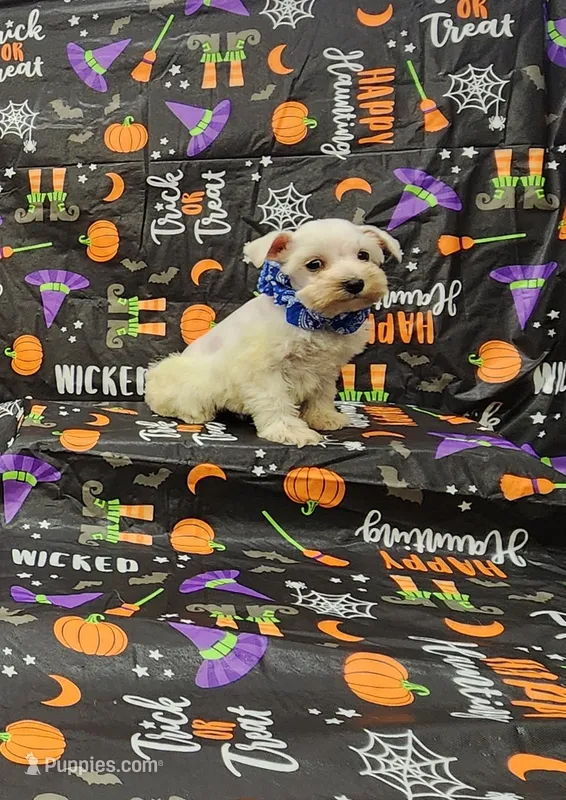 Sasha – Miniature Schnauzer puppy for sale in Bay Minette, AL