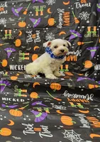 Sasha, a female Miniature Schnauzer for sale in Bay Minette, AL – 1 of 3