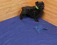 Skippy, a male Miniature Schnauzer for sale in Bay Minette, AL – Photo 3 of 3