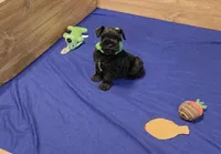 Skippy, a male Miniature Schnauzer for sale in Bay Minette, AL – Photo 1 of 3