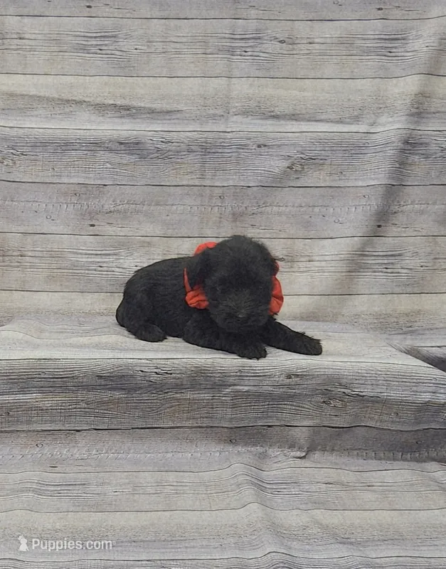 Bear – Miniature Schnauzer puppy for sale in Bay Minette, AL