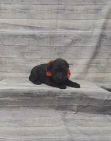 Bear, a male Miniature Schnauzer for sale in Bay Minette, AL – 1 of 3