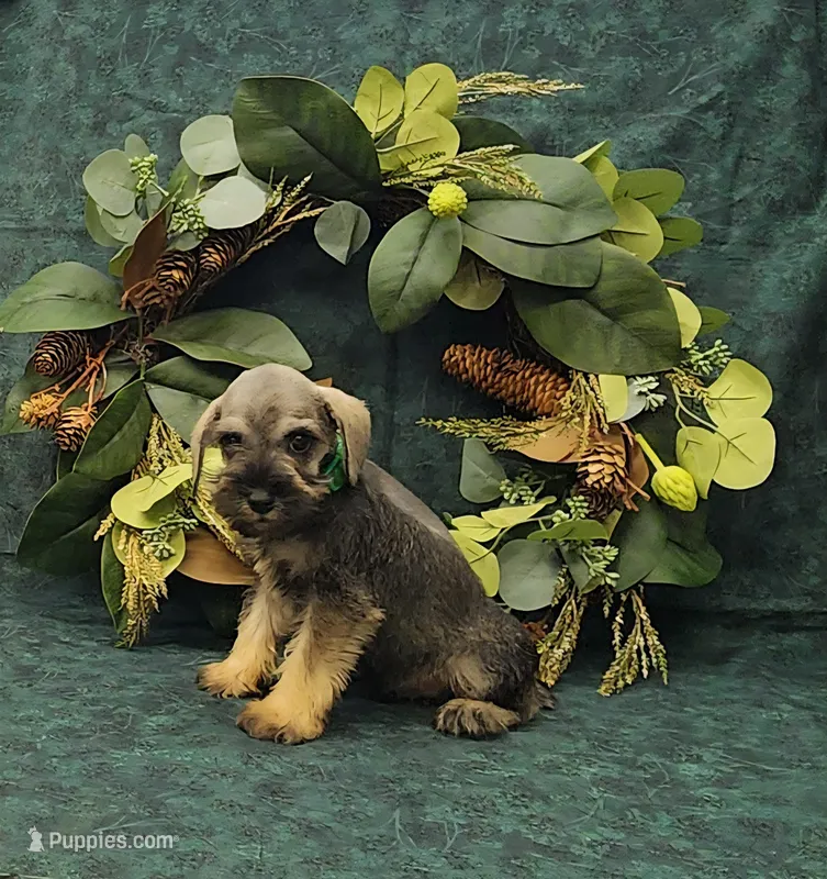 Scout – Miniature Schnauzer puppy for sale in Bay Minette, AL