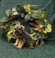 Scout, a male Miniature Schnauzer for sale in Bay Minette, AL – 1 of 3