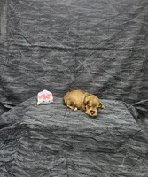 Lilly, a female Miniature Schnauzer for sale in Bay Minette, AL – 1 of 3